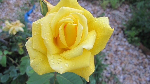Name:  IMG_5208 (600 x 337).jpg
Views: 347
Size:  45.6 KB