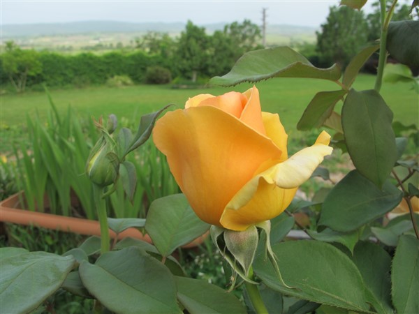Name:  IMG_5552 (800 x 450).jpg
Views: 312
Size:  55.1 KB