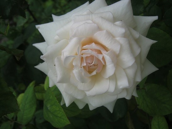 Name:  gl3.jpg
Views: 440
Size:  65.2 KB
