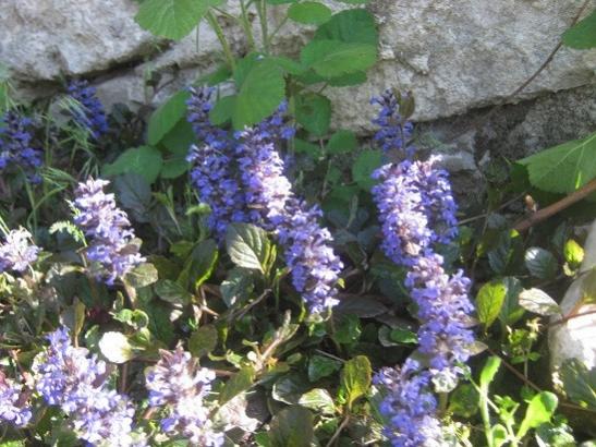 Name:  ajuga.jpg
Views: 486
Size:  52.7 KB