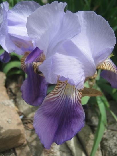 Name:  iris.jpg
Views: 429
Size:  27.8 KB