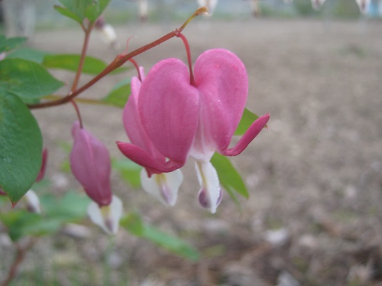 Name:  kanayan k..jpg
Views: 420
Size:  55.0 KB