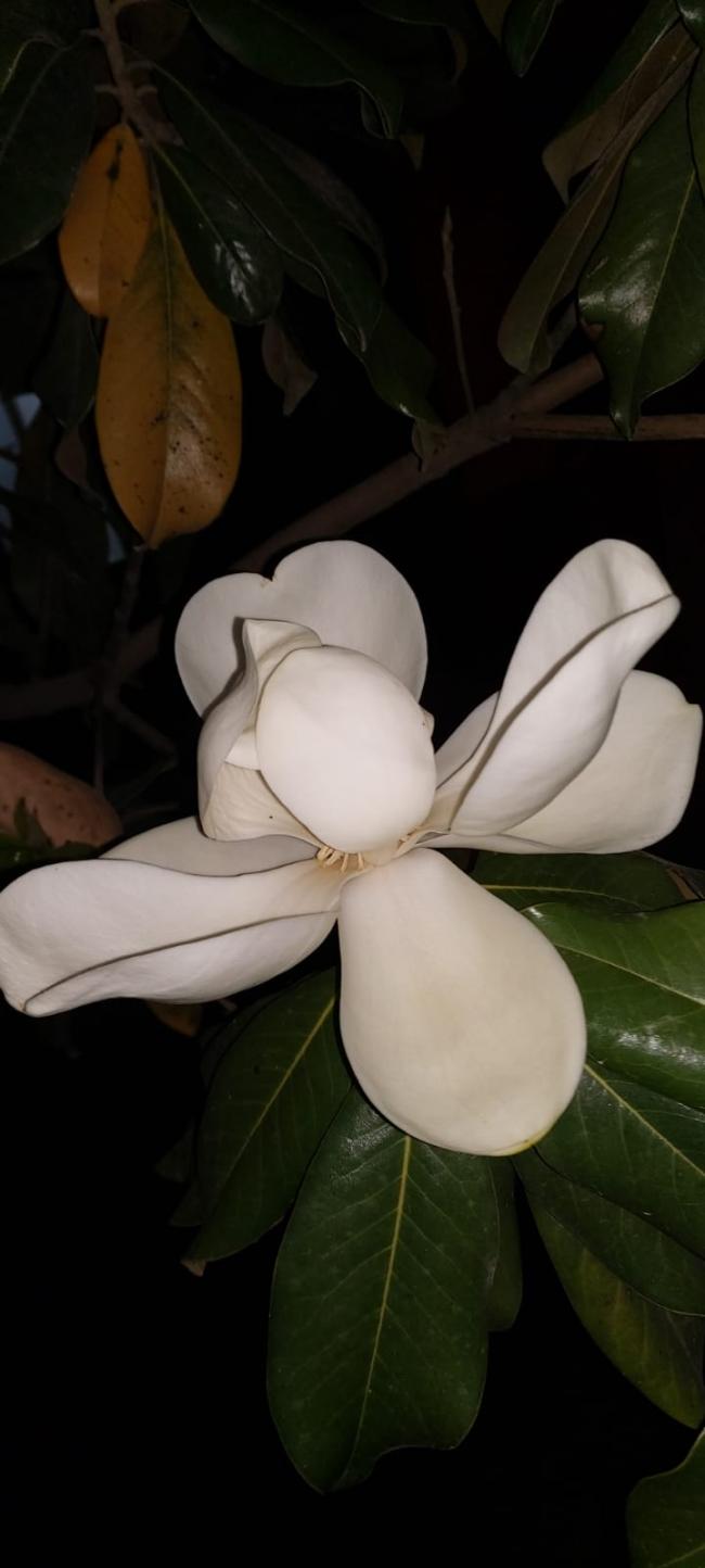 Name:  manolya2 (2).jpg
Views: 352
Size:  57.5 KB
