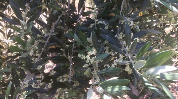 Name:  zeytin1.jpg
Views: 352
Size:  48.1 KB