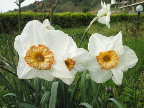 Name:  P4050500 (600 x 450).jpg
Views: 980
Size:  65.2 KB
