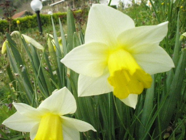 Name:  P4050502 (600 x 450).jpg
Views: 998
Size:  62.0 KB