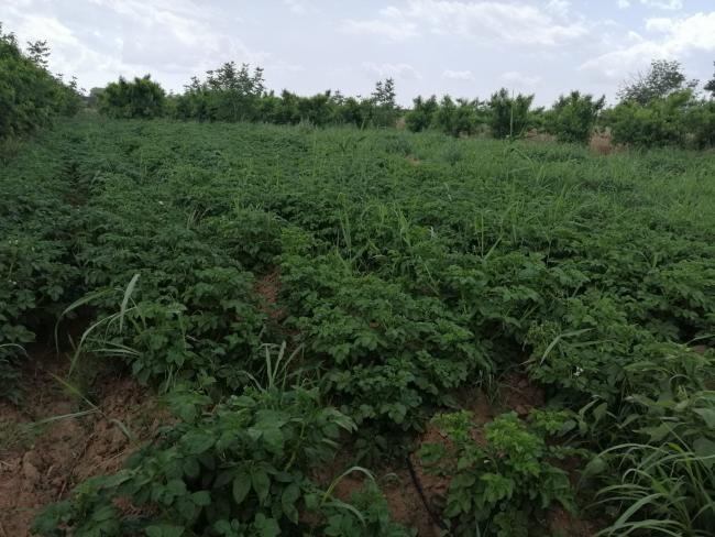 Name:  patates6.jpg
Views: 252
Size:  58.9 KB