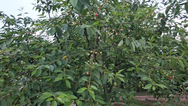 Name:  IMG_20200616_201933 (Copy).jpg
Views: 504
Size:  68.6 KB