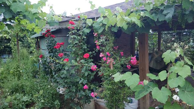 Name:  IMG_20200616_201734 (Copy).jpg
Views: 492
Size:  67.2 KB