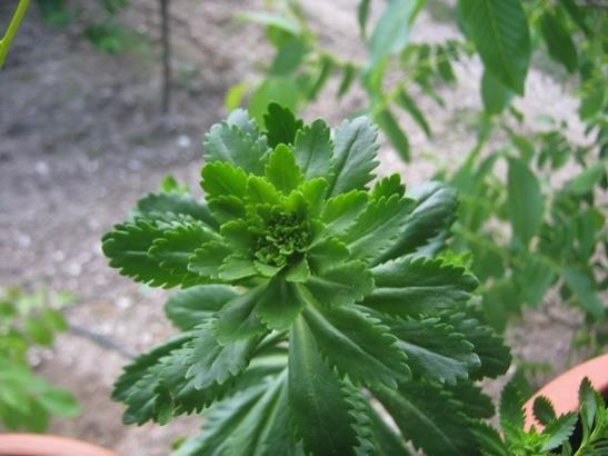 Name:  sedum k..jpg
Views: 285
Size:  34.2 KB