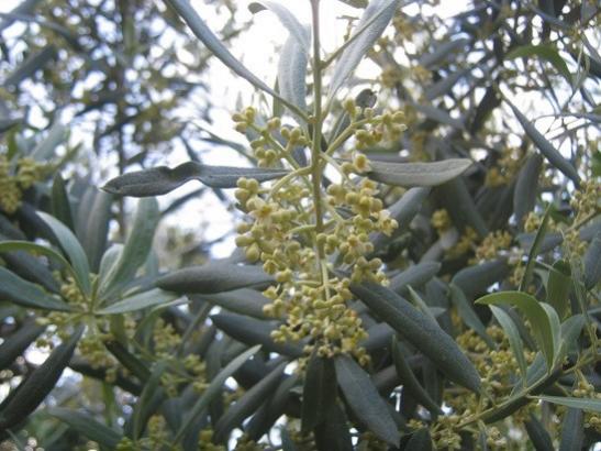 Name:  zeytin.jpg
Views: 296
Size:  45.5 KB