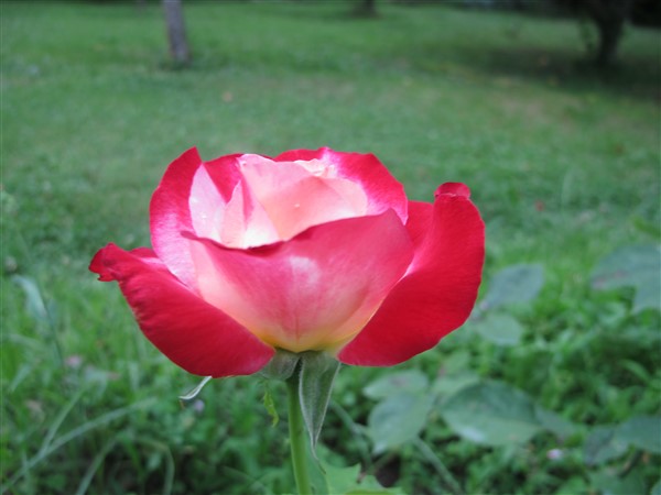 Name:  IMG_6136 (600 x 450).jpg
Views: 455
Size:  47.8 KB