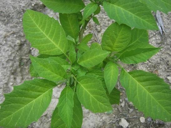 Name:  brugmansia.jpg
Views: 874
Size:  38.3 KB