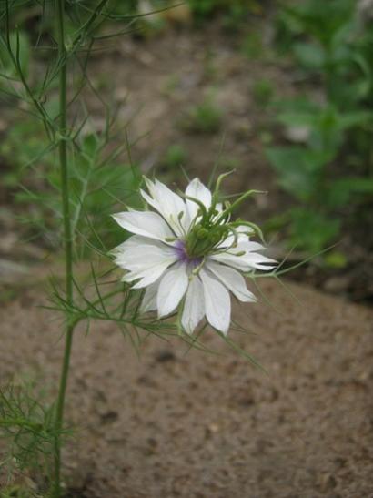 Name:  rekotu.jpg
Views: 839
Size:  26.1 KB