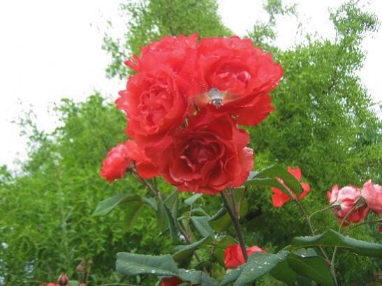 Name:  gl.jpg
Views: 862
Size:  39.9 KB