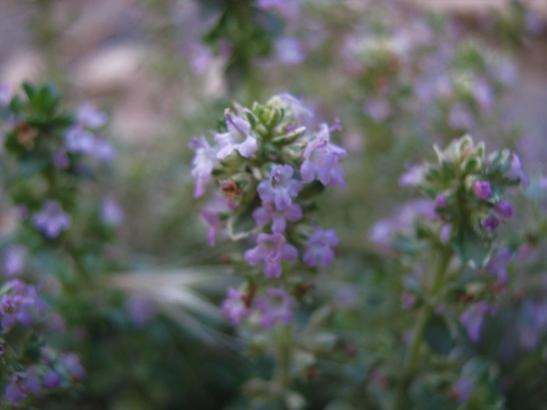 Name:  kekik.jpg
Views: 842
Size:  22.2 KB