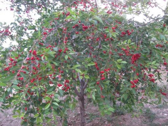 Name:  vine.jpg
Views: 846
Size:  58.4 KB