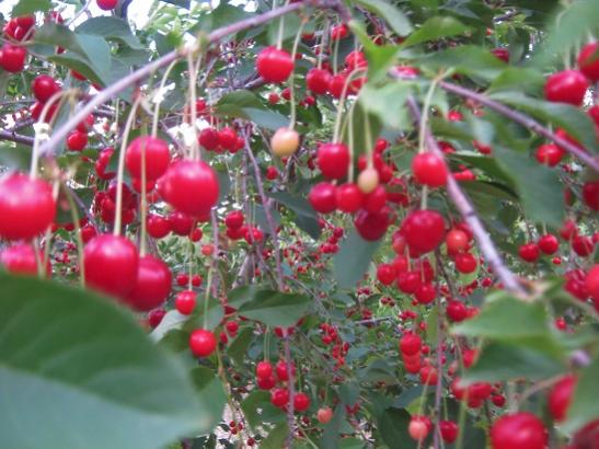 Name:  vine1.jpg
Views: 835
Size:  44.2 KB