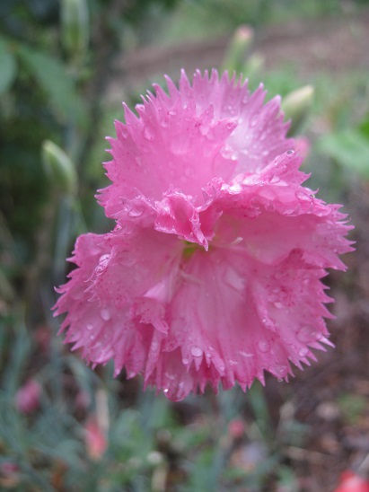 Name:  karanfil.jpg
Views: 839
Size:  63.9 KB