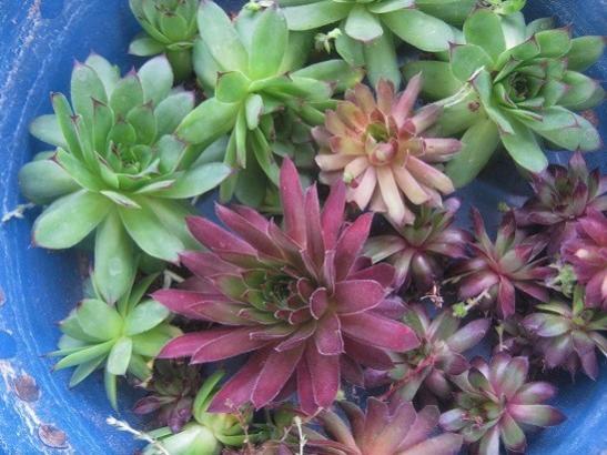 Name:  sempervivum.jpg
Views: 817
Size:  44.6 KB