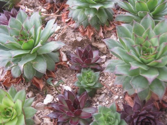 Name:  sempervivum3.jpg
Views: 825
Size:  45.2 KB