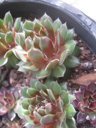 Name:  sempervivum4.jpg
Views: 818
Size:  36.5 KB