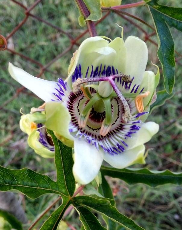 Name:  pasflora.jpg
Views: 805
Size:  72.7 KB