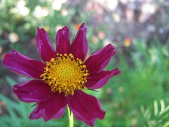 Name:  cosmos.jpg
Views: 699
Size:  28.5 KB
