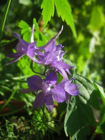 Name:  hazeran.jpg
Views: 692
Size:  33.3 KB