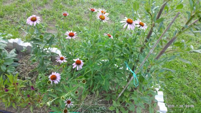 Name:  ekinezya 20.07.2020.jpg
Views: 576
Size:  65.4 KB