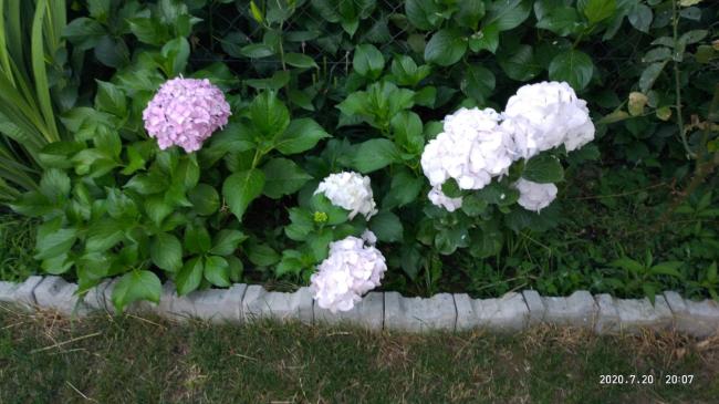 Name:  beyaz ortanca 20.07.2020.jpg
Views: 568
Size:  46.4 KB
