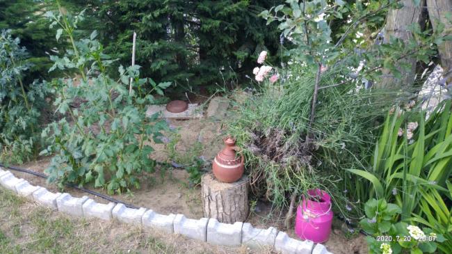 Name:  lavanta 20.07.2020.jpg
Views: 569
Size:  63.3 KB
