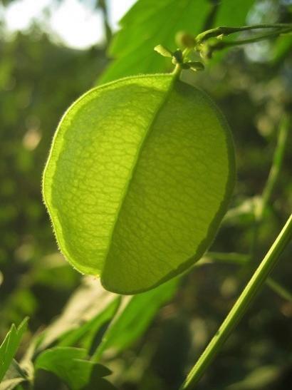 Name:  balon .1.jpg
Views: 595
Size:  25.6 KB
