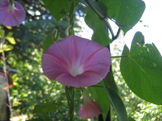 Name:  sabah s..jpg
Views: 579
Size:  32.6 KB