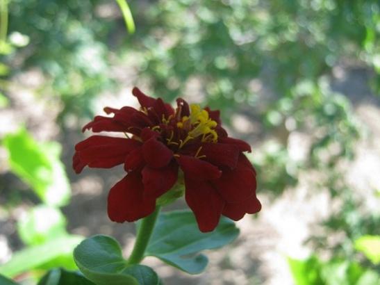 Name:  zinnia.jpg
Views: 598
Size:  28.0 KB