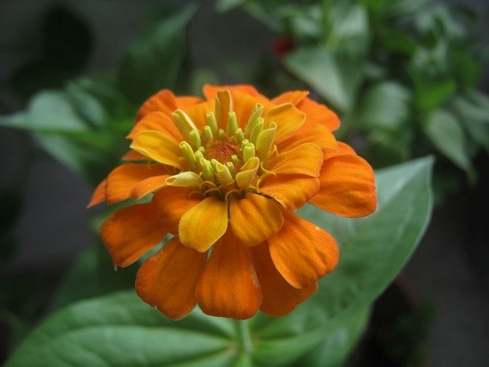 Name:  zinnia1.jpg
Views: 631
Size:  67.8 KB