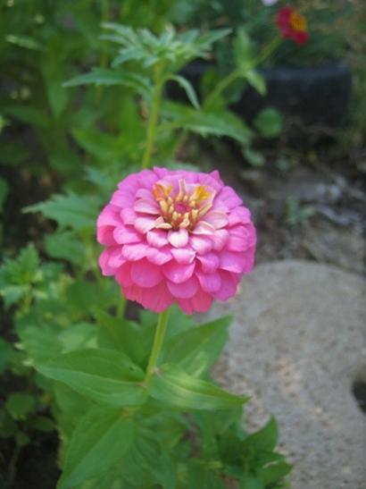 Name:  zinnia2.jpg
Views: 611
Size:  24.4 KB