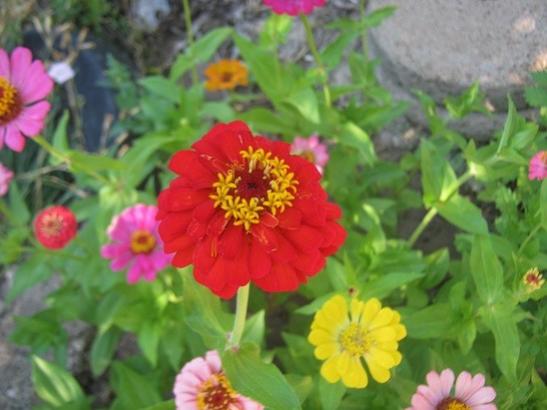 Name:  zinnialar.jpg
Views: 627
Size:  33.5 KB