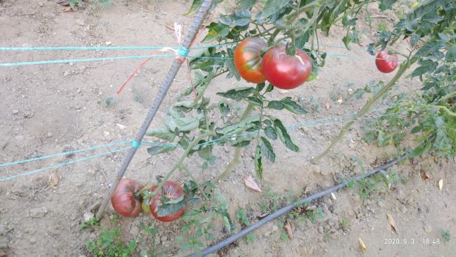 Name:  maniye 2020.jpg
Views: 869
Size:  54.0 KB