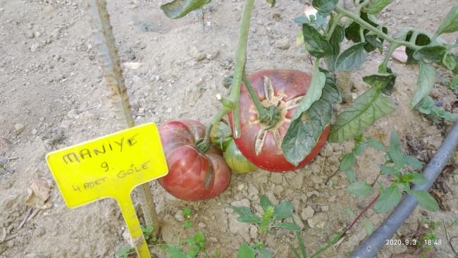 Name:  maniye 2 2020.jpg
Views: 849
Size:  52.5 KB