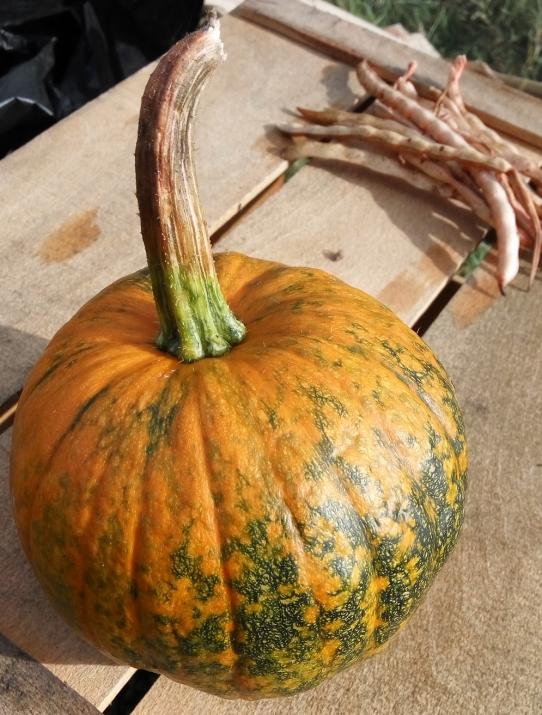 Name:  kabakpumkin.jpg
Views: 596
Size:  73.9 KB