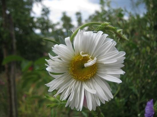 Name:  aster---.jpg
Views: 470
Size:  28.7 KB