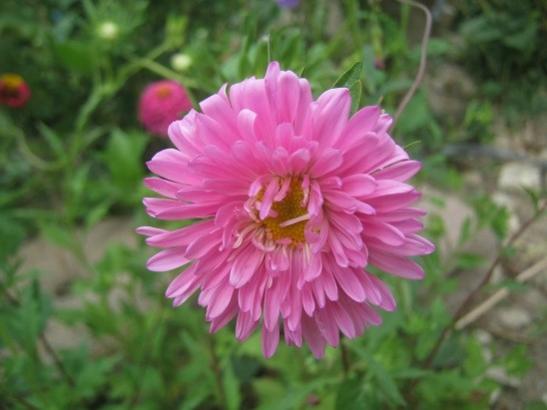 Name:  aster--.jpg
Views: 472
Size:  28.5 KB