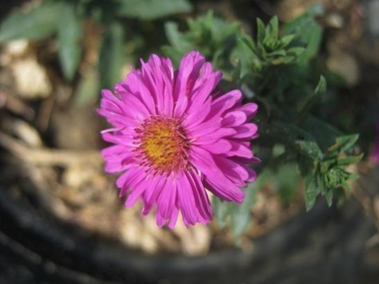 Name:  aster.jpg
Views: 476
Size:  26.4 KB
