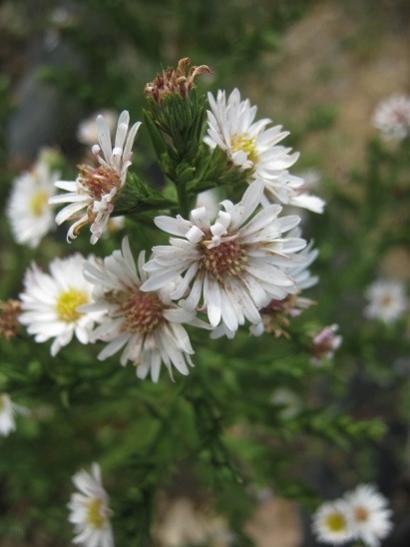 Name:  aster1.jpg
Views: 472
Size:  27.5 KB