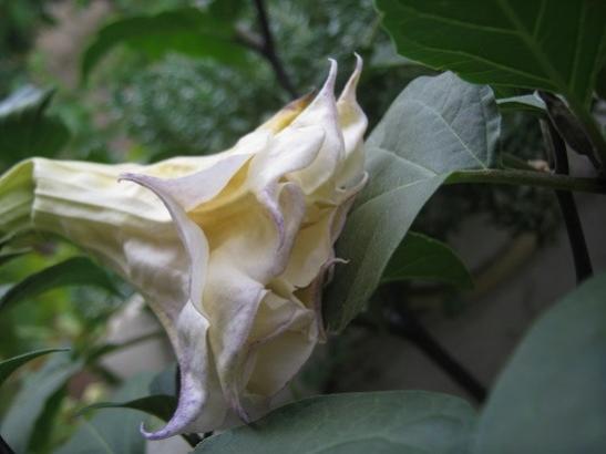 Name:  datura.jpg
Views: 485
Size:  24.0 KB