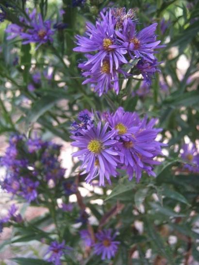 Name:  aster.jpg
Views: 350
Size:  39.3 KB