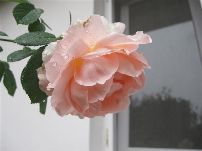Name:  IMG_6620 (800 x 600).jpg
Views: 810
Size:  25.6 KB
