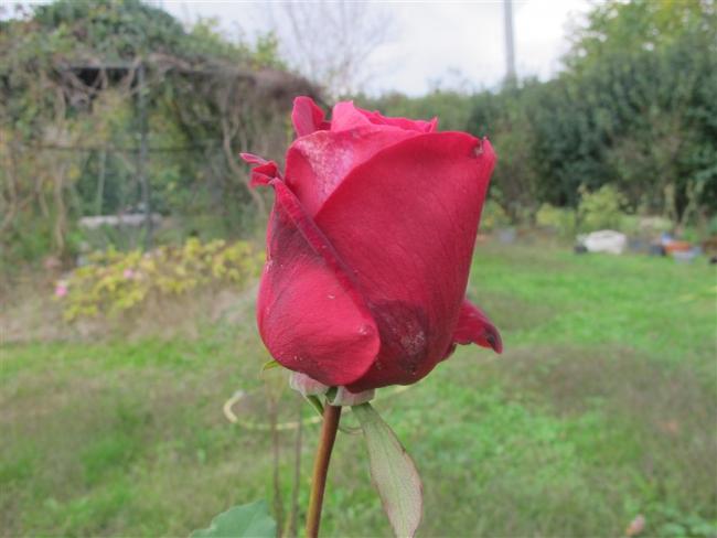 Name:  IMG_6660 (800 x 600).jpg
Views: 817
Size:  35.3 KB