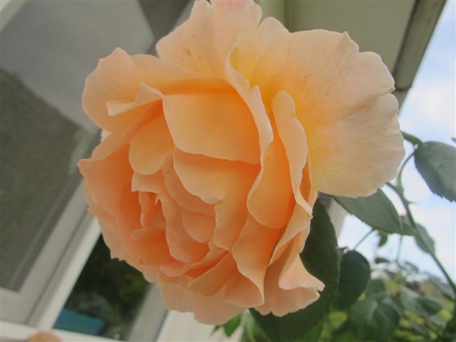 Name:  IMG_6648 (800 x 600).jpg
Views: 777
Size:  26.8 KB